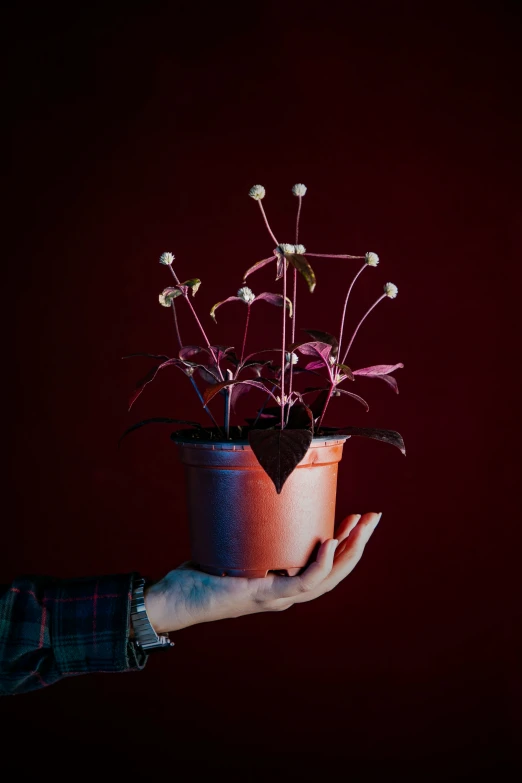 there is a hand holding a potted plant with pink stems