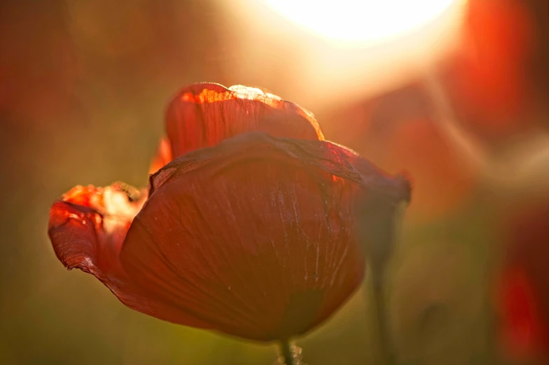 a red flower in the sunlight with other flowers behind it