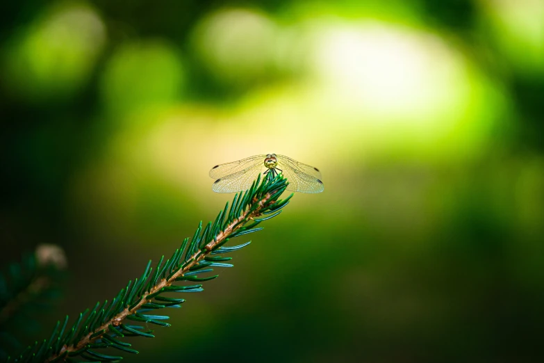 a small green bug sitting on top of a tree nch