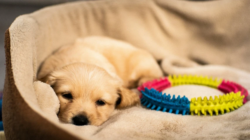 puppy laying on bed with toy and toys around it