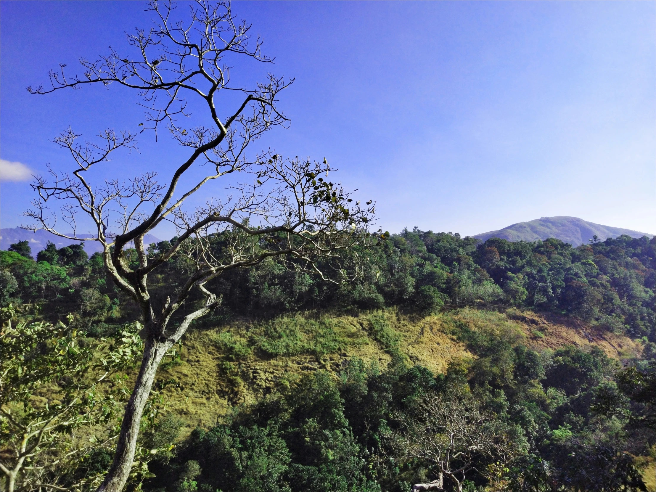 a barren tree sitting on the side of a lush green hillside