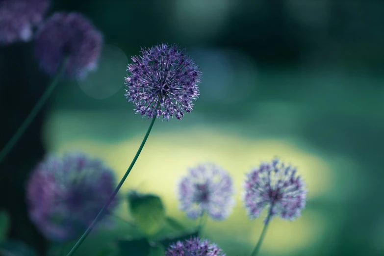 three purple flowers on a green and yellow background