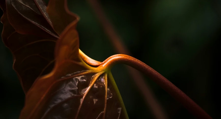 closeup of the end of a leaf and stem