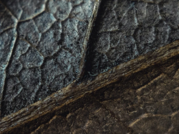 closeup on an unripe brown leather texture