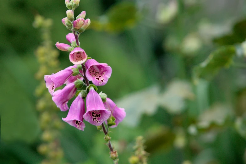 a beautiful pink flower that is blooming on it