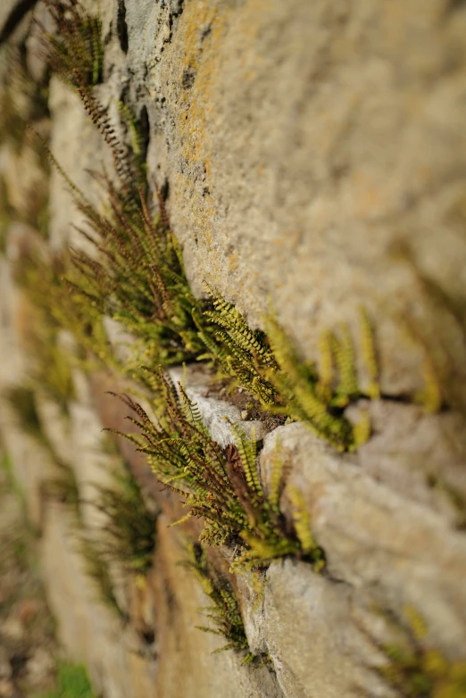 plants on rock ledge with grass growing in it