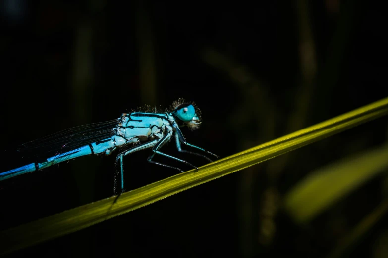 the insect is laying down on the top of the blade