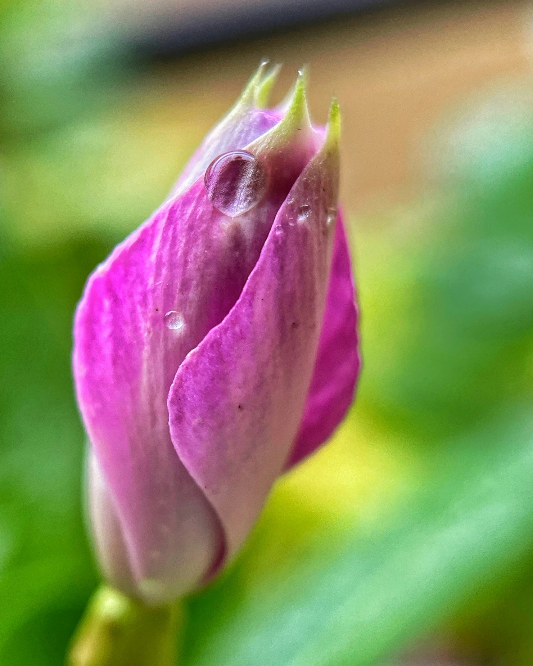 a closeup of a pink flower with water droplets