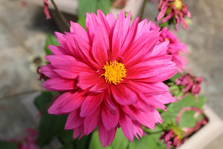 some pretty pink flowers are on the ground