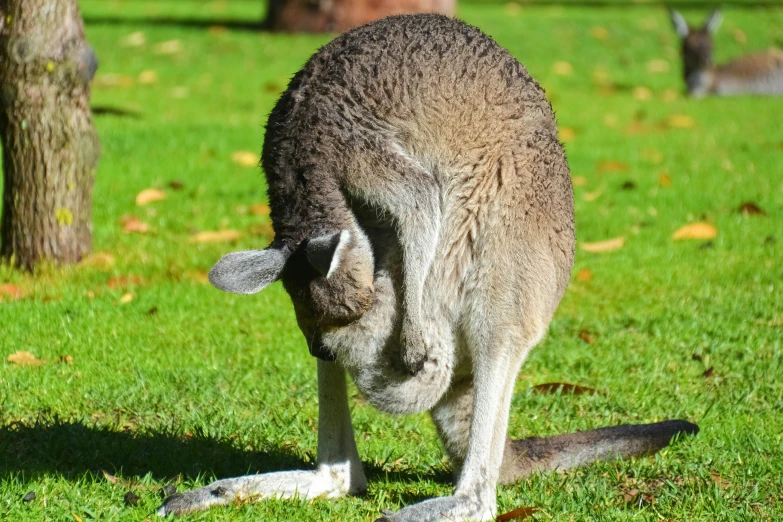 an image of a kangaroo in the grass