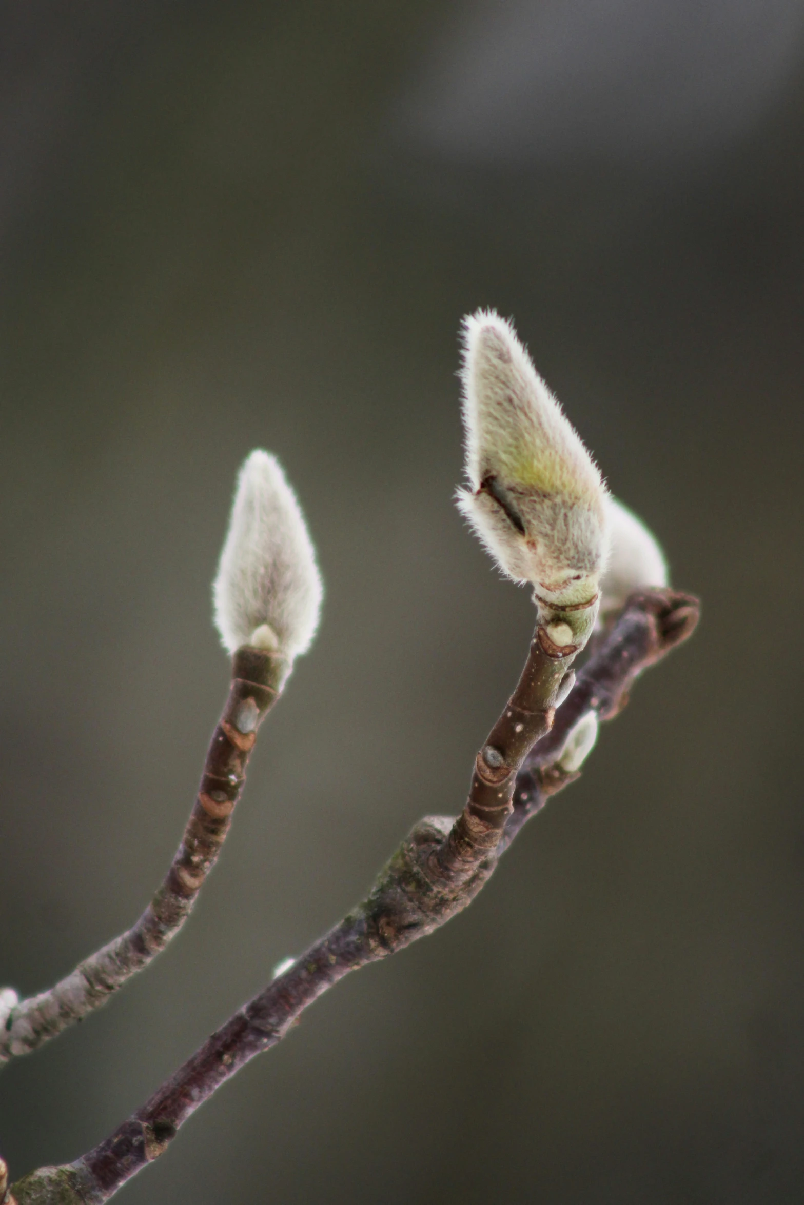 three buds on the nch of a tree