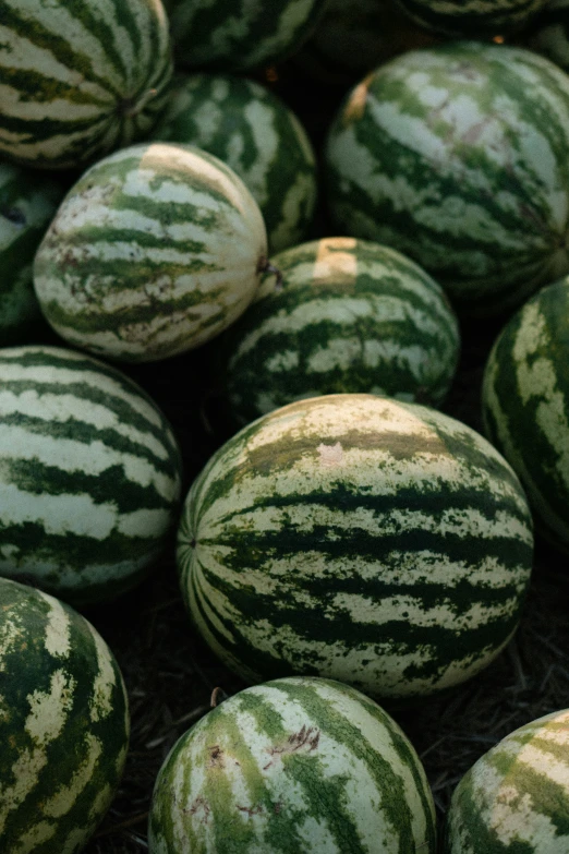 large watermelon with some brown spots on them