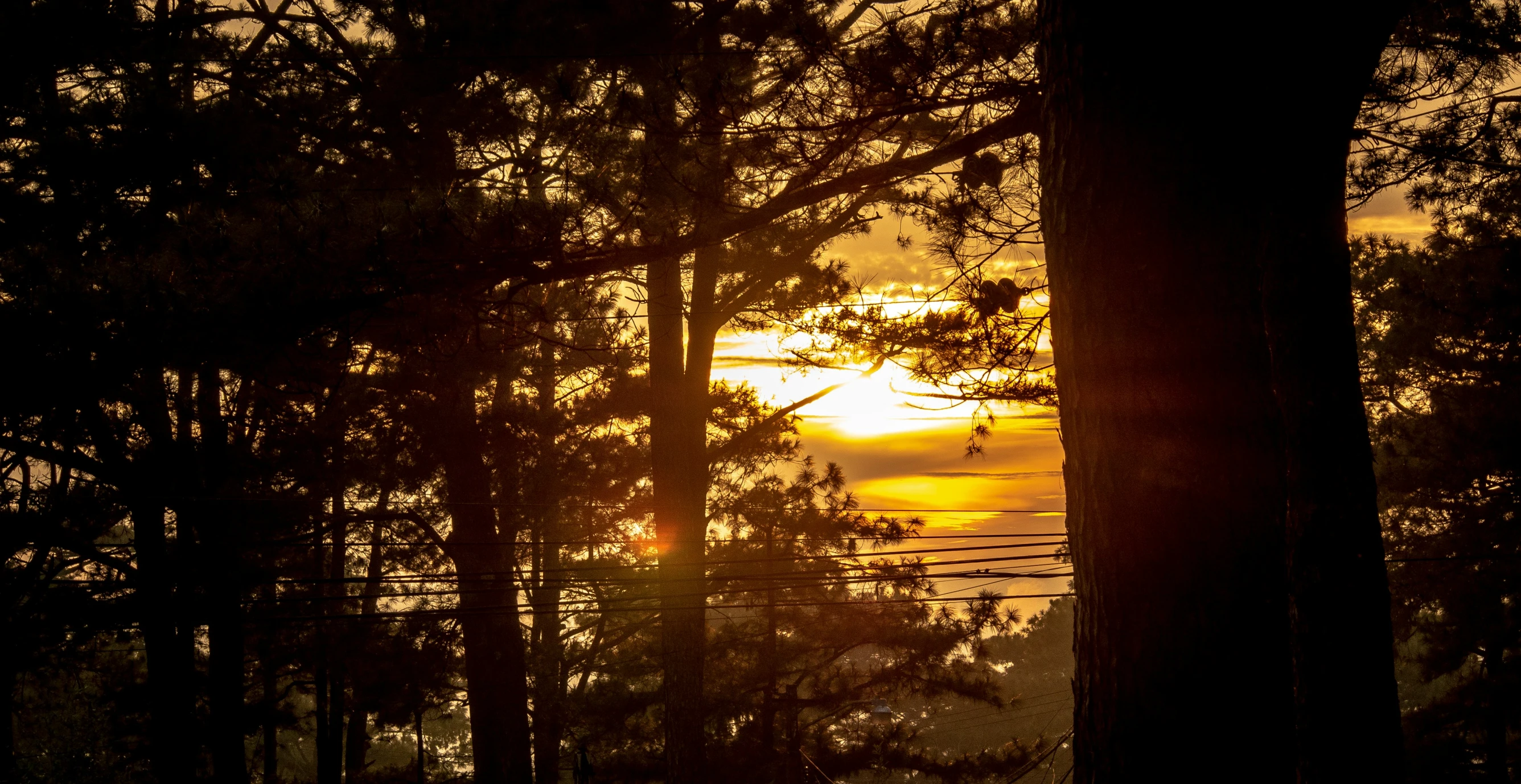 the sun is rising over the forest from the hill