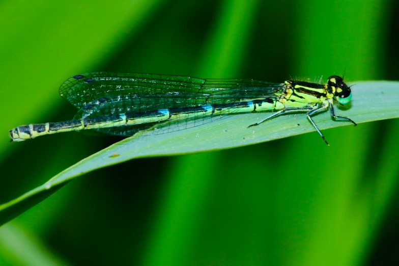 a large bug is perched on a leaf