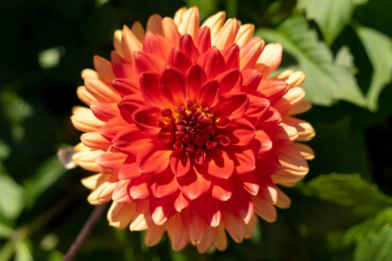 there is a large flower growing in the ground