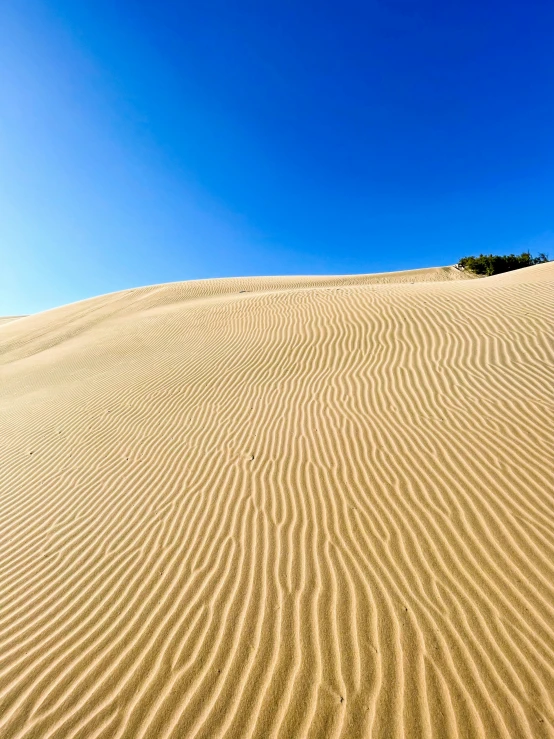 a sand dune with a lone tree on top