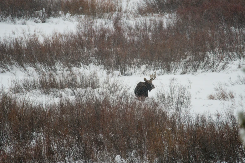 a moose that is standing in some snow