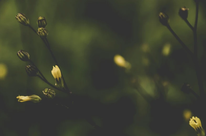 close up of some flowers in the foreground with a blurry background