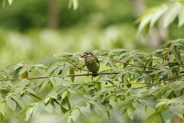 green bird perched on nch in open forest