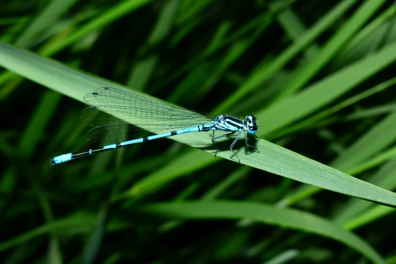 a blue dragon flys through the tall grass