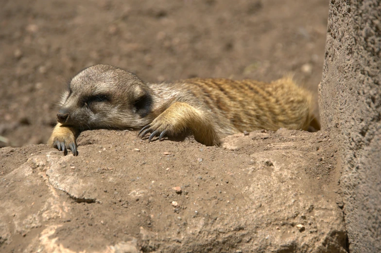 a small yellow animal laying on top of a rock