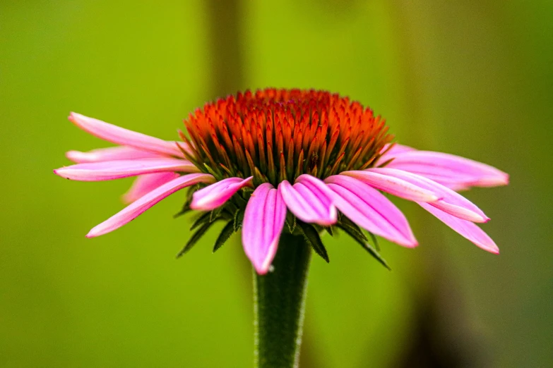 a pink flower with red center is near some green grass