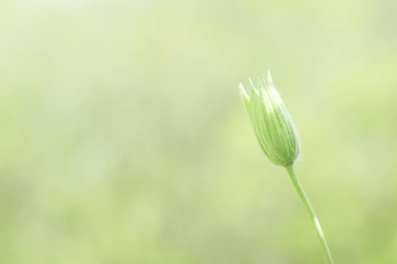 this is an image of a bright green flower