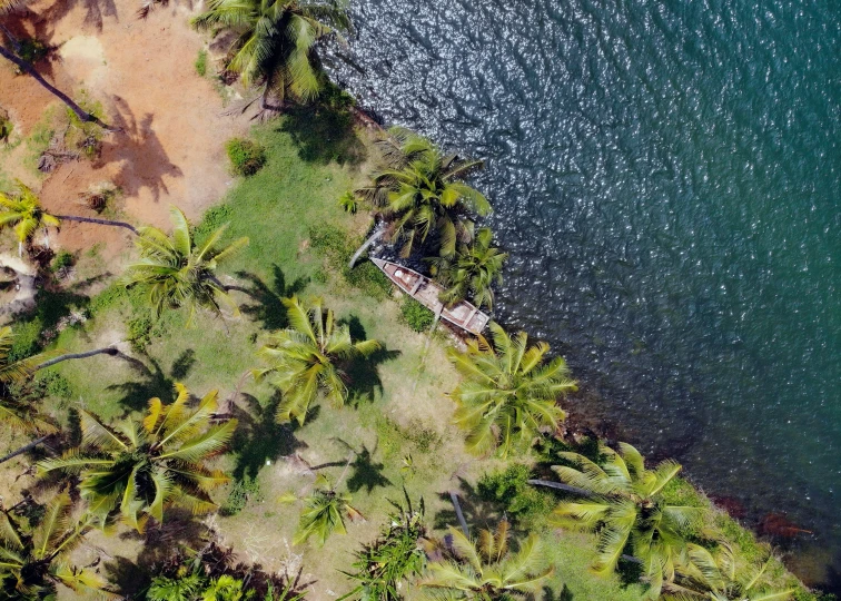 a beach near the water with palm trees