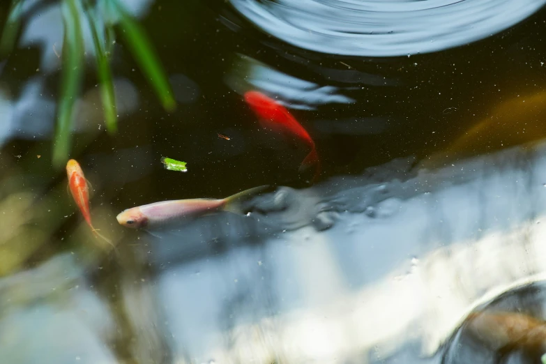 a fish swimming in an artificial pond of water