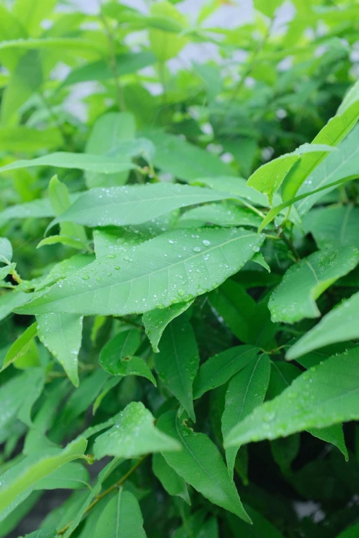 the leaves are wet from the rain outside