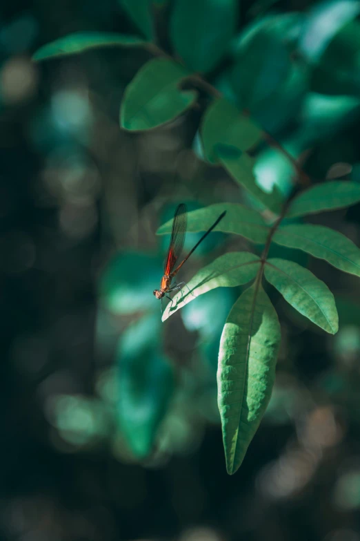 a red dragonfly hanging off the side of a green leaf