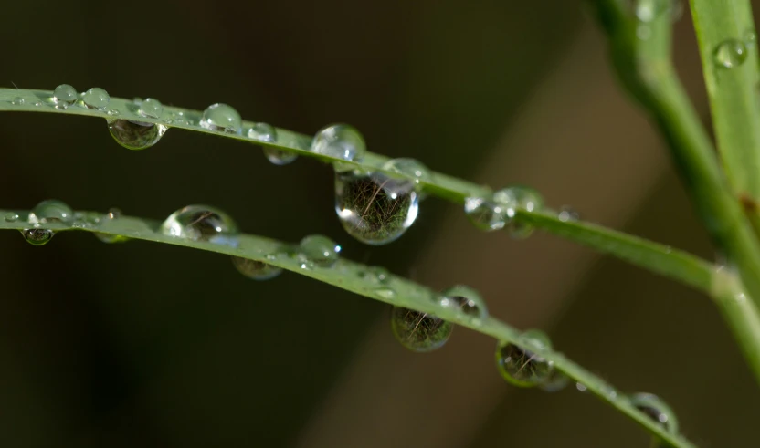 the water droplets on the plant are getting drops