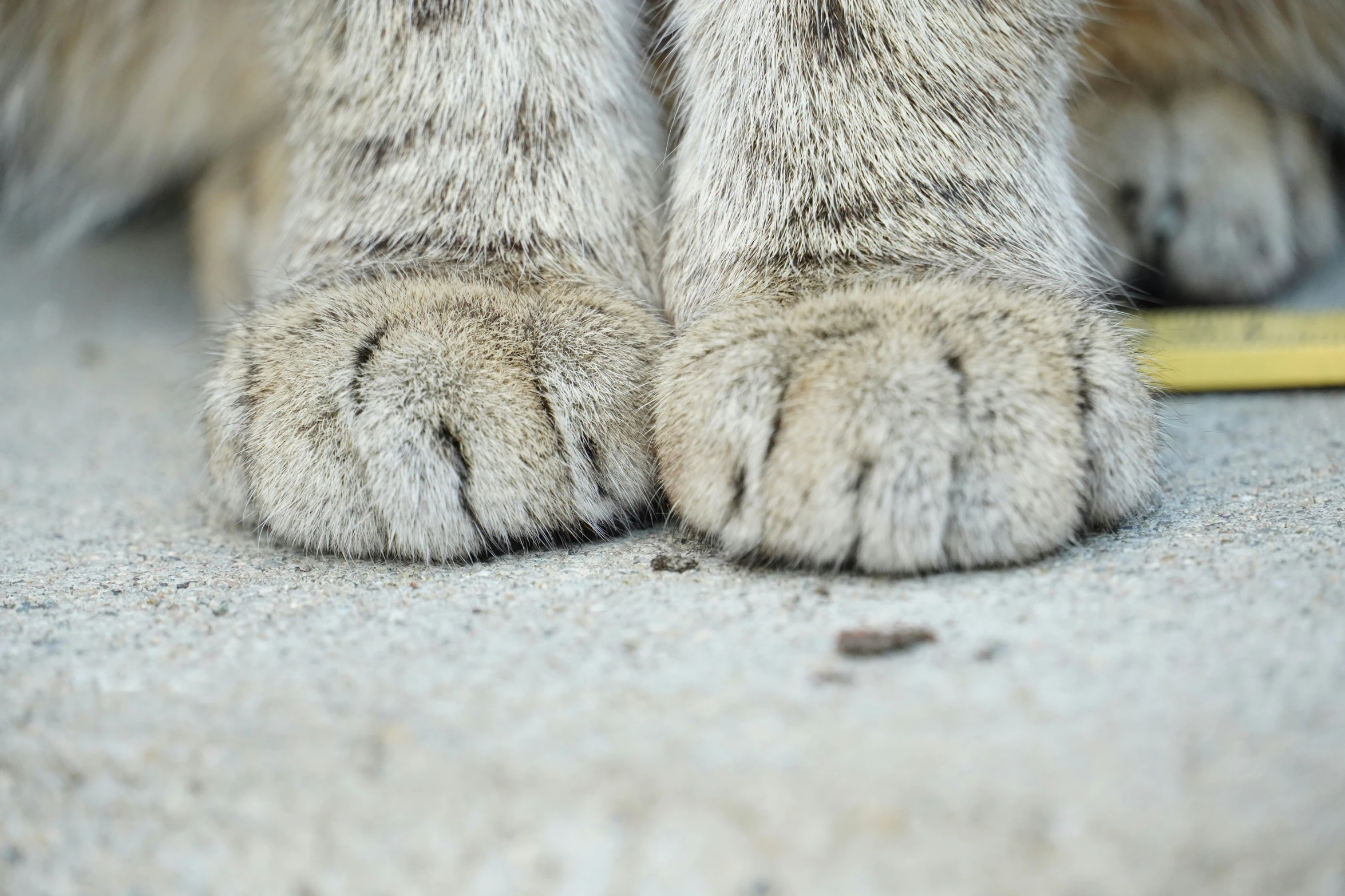 the legs and paws of a grey cat