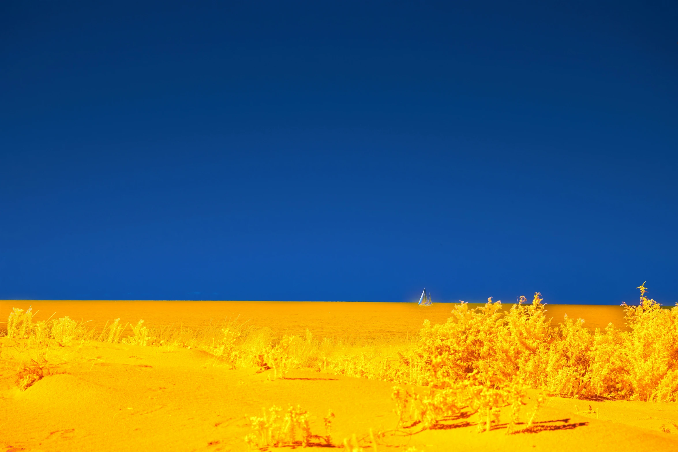 some yellow plants in a field with a blue sky in the background