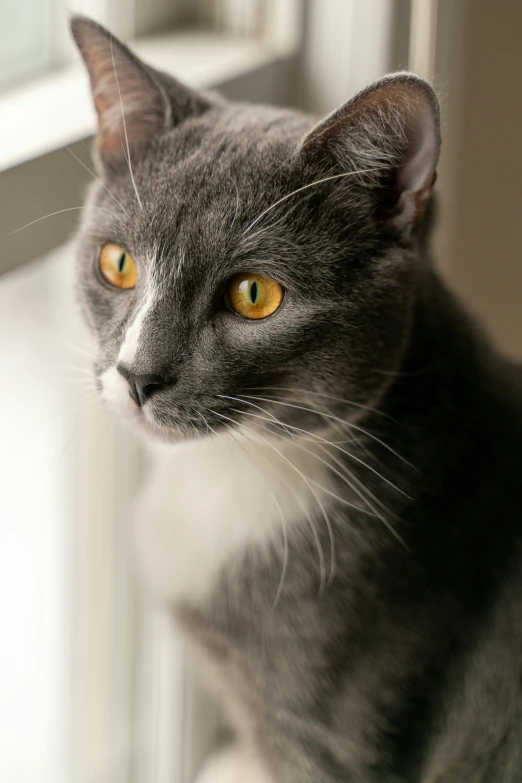 a gray cat stares directly at the camera