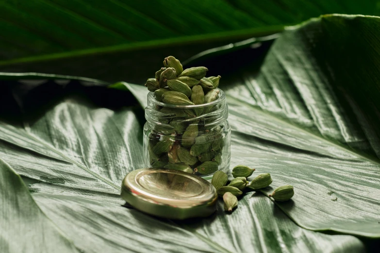 two jars filled with leaves sitting on top of a lush green leaf covered ground