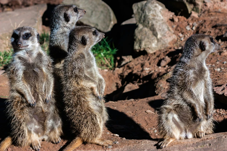 a group of small meerkats sit on the ground