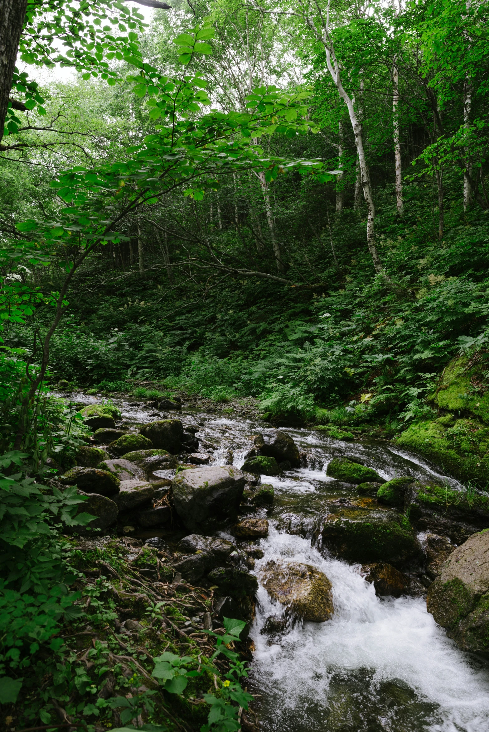 stream with mossy rocks running through forest area