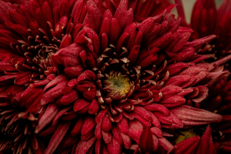 a large bunch of red flowers in close up