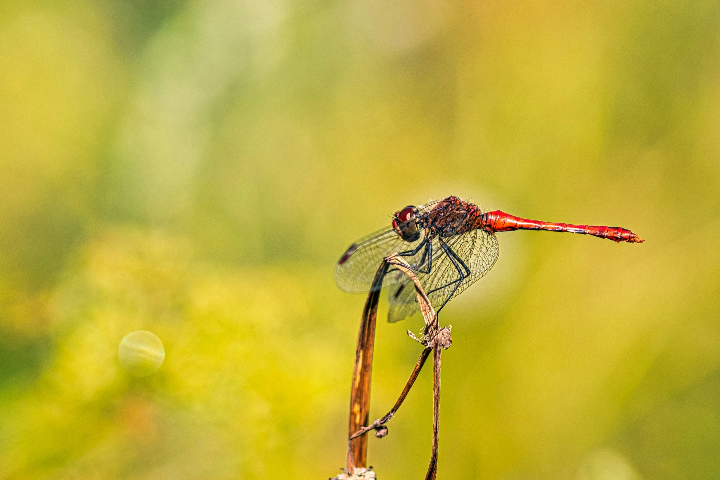 the red dragonfly is perched on the nch