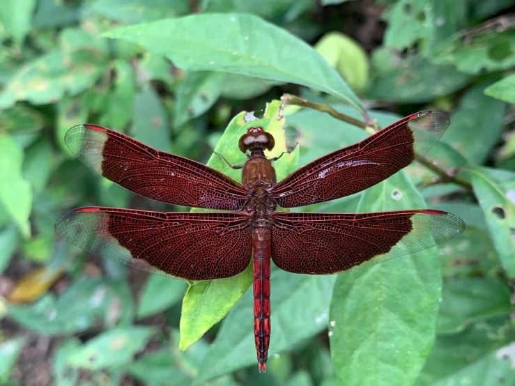 the red dragonfly is sitting on a leaf