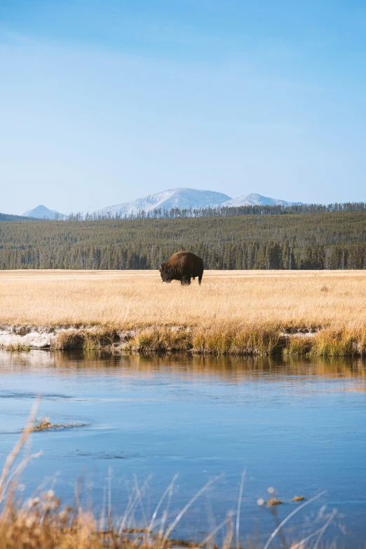 a bull in the middle of a field of grass