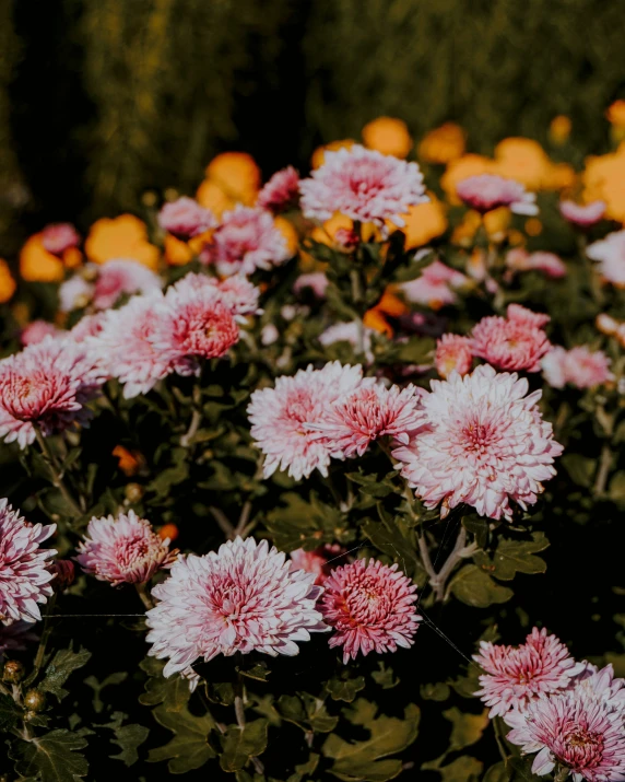 a group of flowers sitting next to each other on top of a field