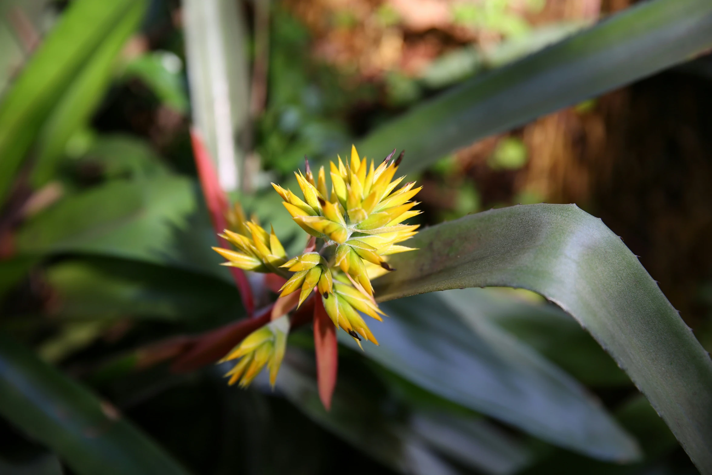 a yellow flower with leaves and a green background