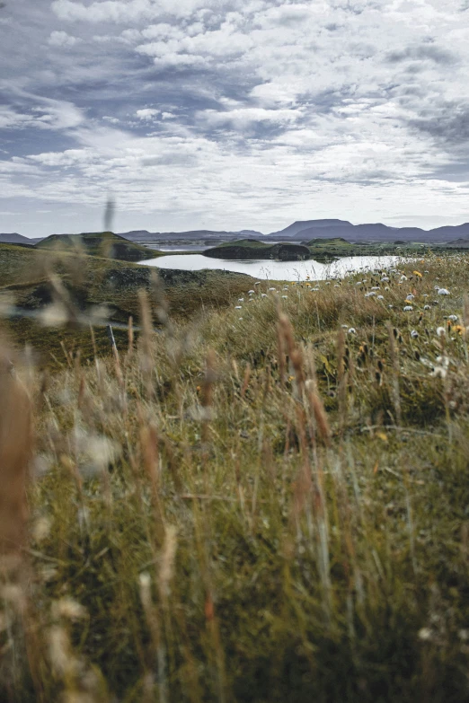 a very large field of tall grass with a mountain in the background