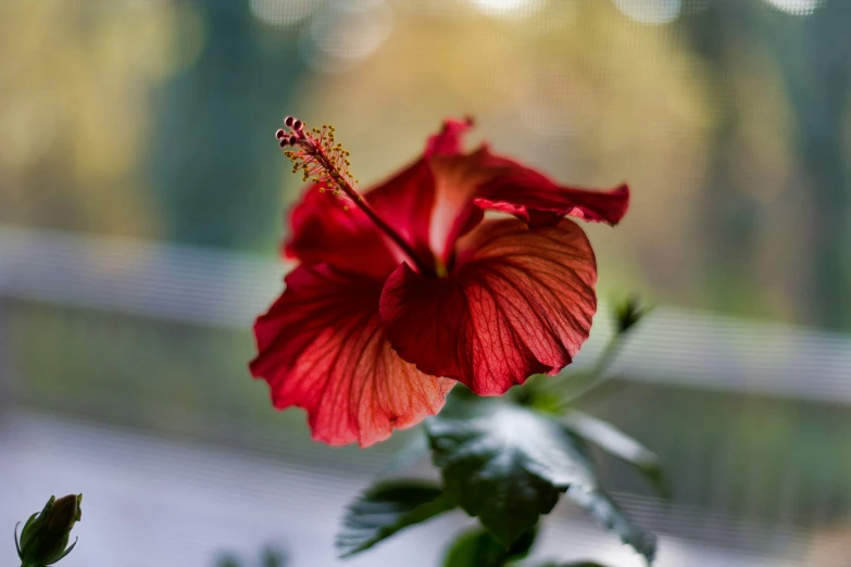 the red flower is growing from the green stems