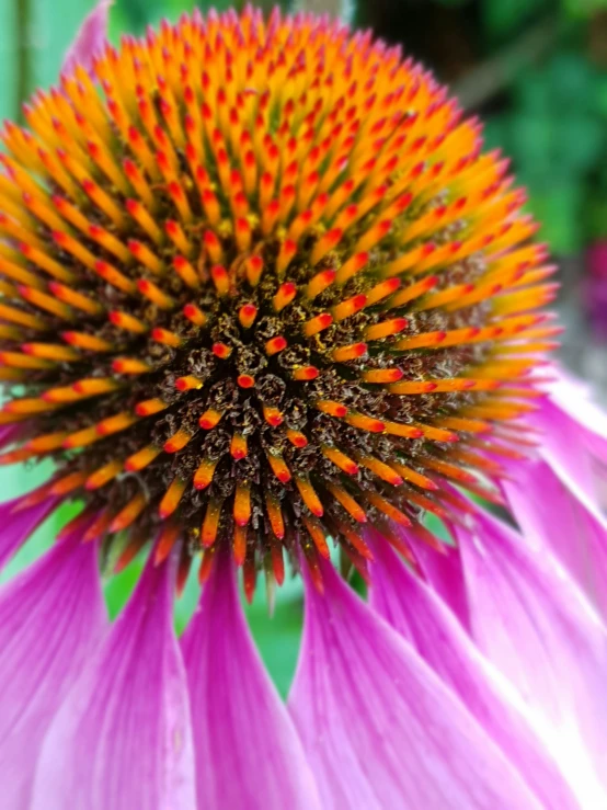 a pink flower with many yellow and red petals