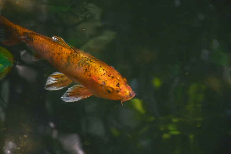 an orange koi fish in an aquarium with its tail extended