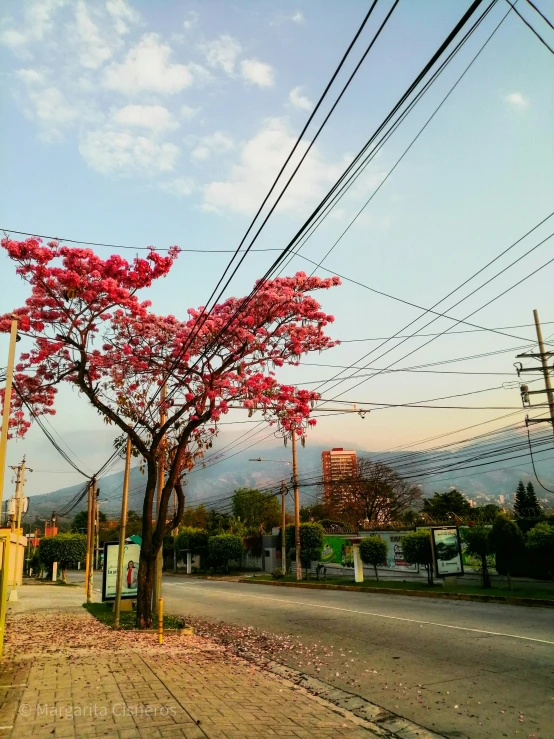 red flowers and power lines cover the street