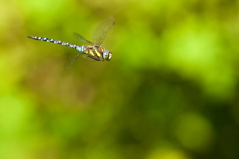 there is a dragonfly that is flying through the air